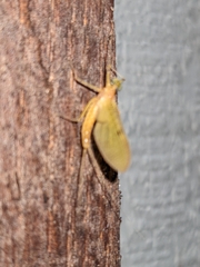 Stenacron interpunctatum