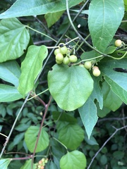 Cocculus carolinus