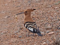 Upupa epops africana