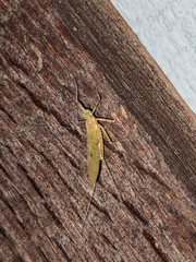 Stenacron interpunctatum