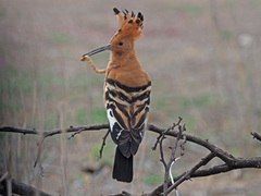 Upupa epops africana