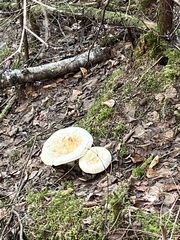 Lactifluus deceptivus