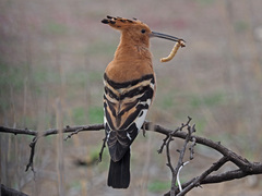 Upupa epops africana