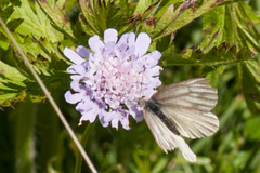 Pieris bryoniae