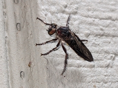 Heteropogon macerinus