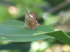 Abisara savitri