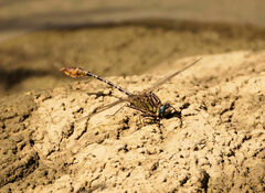 Dromogomphus spoliatus