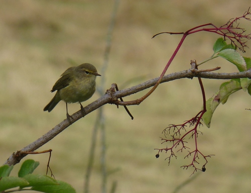 Mosquitero común (Phylloscopus collybita)