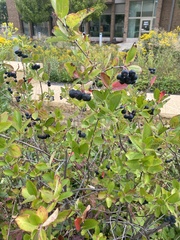 Aronia melanocarpa