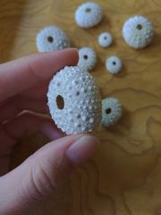 Echinometra lucunter