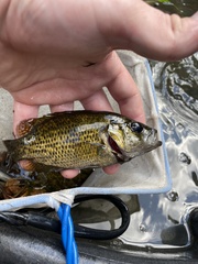 Ambloplites rupestris