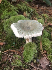 Virescentinae