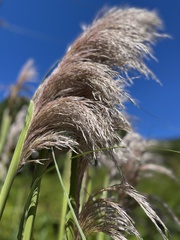 Cortaderia jubata