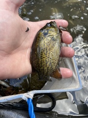 Ambloplites rupestris