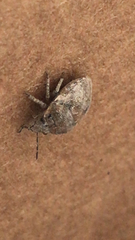 Scutelleridae