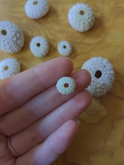 Echinometra lucunter