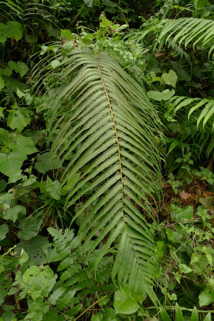 Pneumatopteris glandulifera