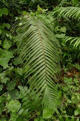 Pneumatopteris glandulifera