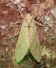 Lophocampa mixta
