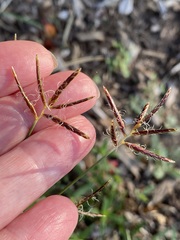 Cyperus rotundus
