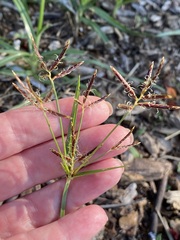 Cyperus rotundus
