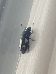 Glischrochilus quadrisignatus