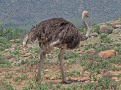 Struthio camelus australis