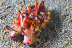 Flamboyant Cuttlefish