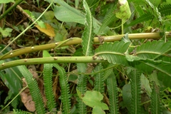 Pneumatopteris glandulifera