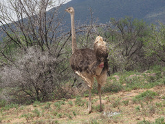 Struthio camelus australis