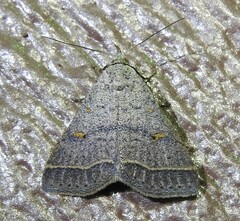 Bleptina caradrinalis