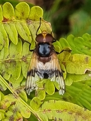 Volucella pellucens