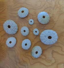 Echinometra lucunter