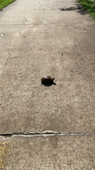 Terrapene carolina triunguis