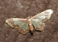 Idaea basinta