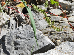Fallopia convolvulus