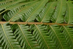 Pneumatopteris glandulifera