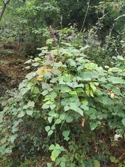 Oxyrhynchus populneus