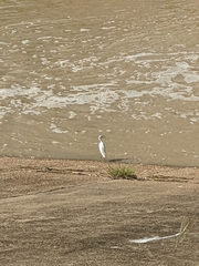 Egretta thula