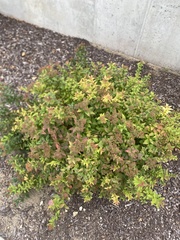 Spiraea japonica