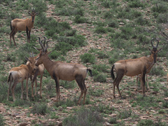 Alcelaphus buselaphus caama