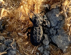 Phloeodes diabolicus