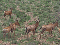 Alcelaphus buselaphus caama