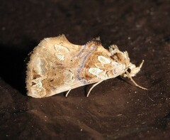 Plusiodonta compressipalpis