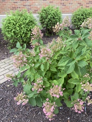 Hydrangea