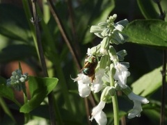 Agapostemon splendens