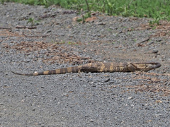 Varanus albigularis albigularis
