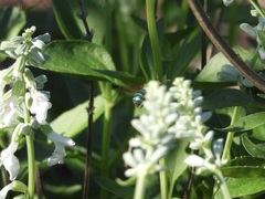 Agapostemon splendens