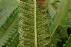 Pneumatopteris glandulifera