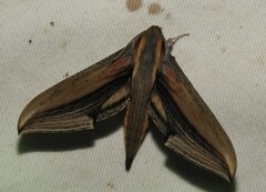 Xylophanes falco